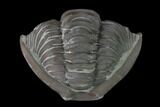 Wide Enrolled Flexicalymene Trilobite - Mt Orab, Ohio #137487-2